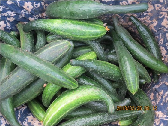 #微肥課堂#黃瓜味苦，天氣or肥料，到底誰之過？
