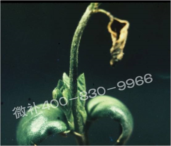 莖尖枯死，到底是缺硼還是缺鈣？