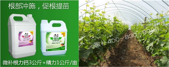 葡萄萌芽期如何預(yù)防倒春寒？