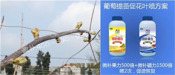 獼猴桃萌芽期如何施肥，才能促進(jìn)萌芽齊、萌芽壯？