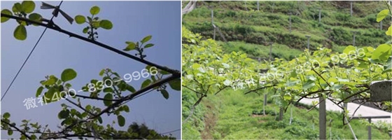 獼猴桃萌芽期如何施肥，才能促進(jìn)萌芽齊、萌芽壯？