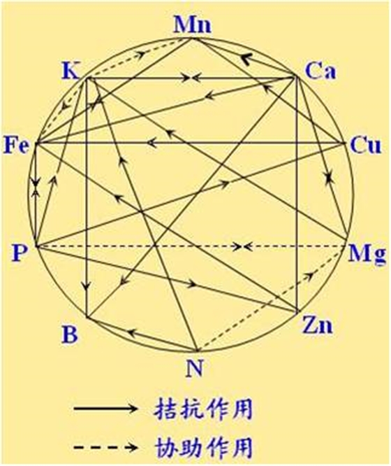 原料型鉀肥和鎂肥為什么會發(fā)生拮抗？