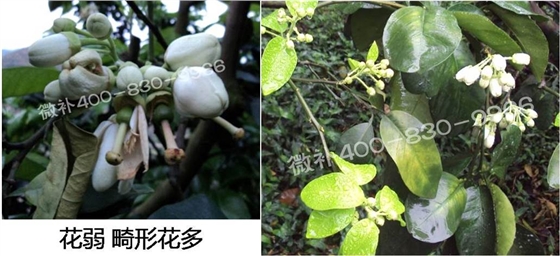 蜜柚促花壯花除了補磷還需要補硼鋅？