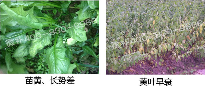 2、苗期后期.jpg