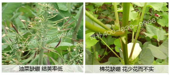 春季作物為什么需要大量用硼肥？
