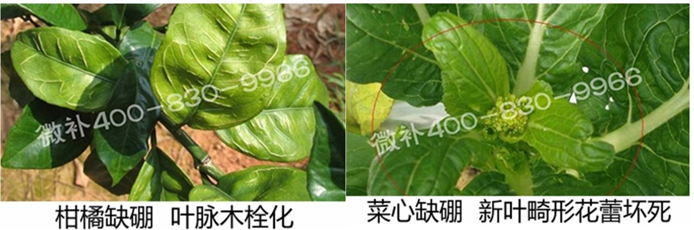 春季作物為什么需要大量用硼肥？
