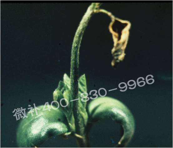 莖尖枯死，到底是缺硼還是缺鈣？