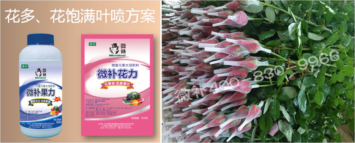 花卉也需要微補(bǔ)嗎？