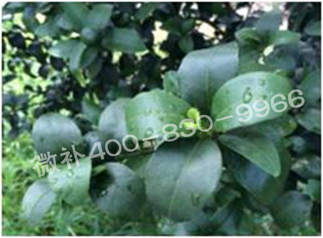 柑橘春梢弱，難抽發(fā)，到底是什么原因？