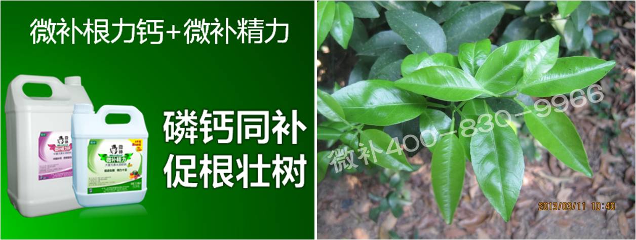 柑橘春梢弱，難抽發(fā)，到底是什么原因？