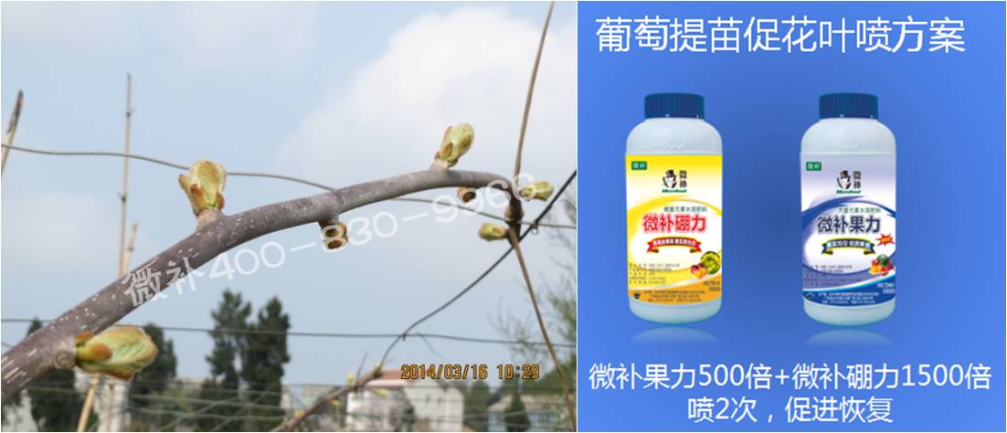 獼猴桃萌芽期如何施肥，才能促進萌芽齊、萌芽壯？