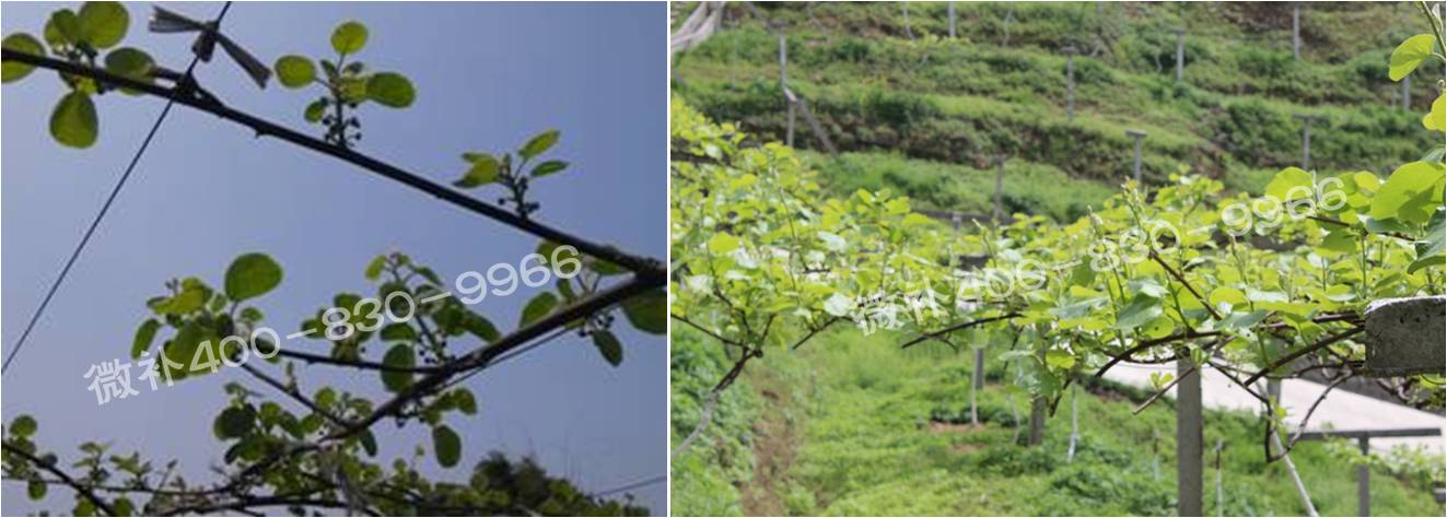 獼猴桃萌芽期如何施肥，才能促進萌芽齊、萌芽壯？