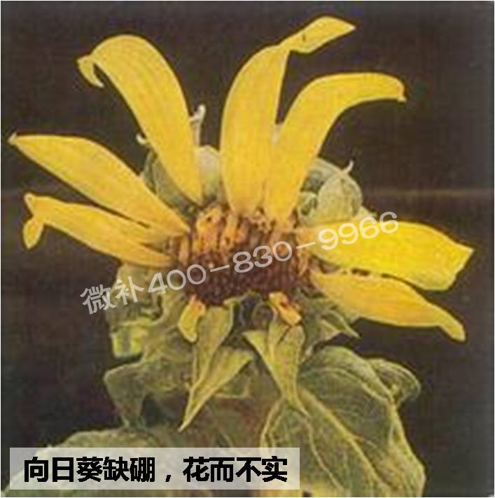 大田作物缺硼，就用高生物活性海藻液體硼，補(bǔ)硼更有效！
