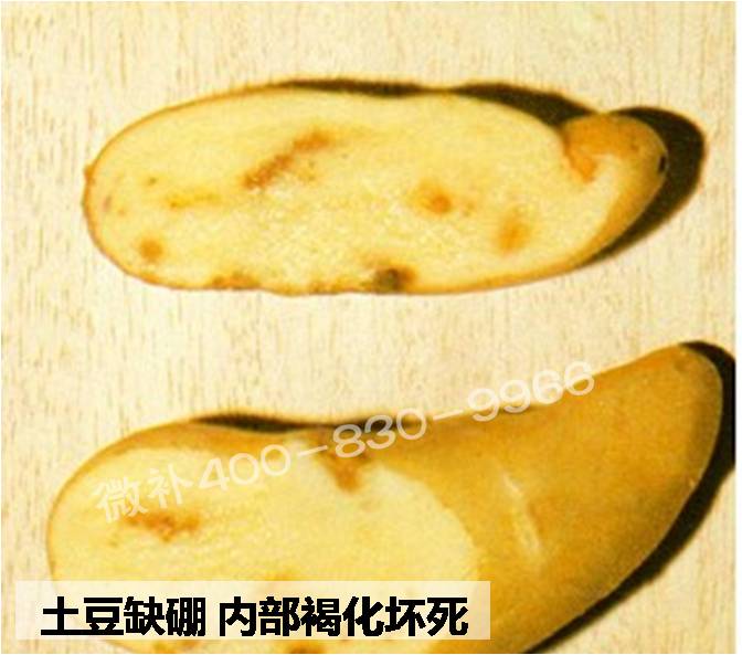 大田作物缺硼，就用高生物活性海藻液體硼，補(bǔ)硼更有效！