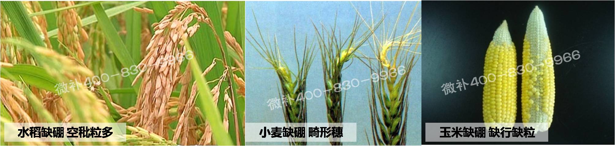 大田作物缺硼，就用高生物活性海藻液體硼，補(bǔ)硼更有效！