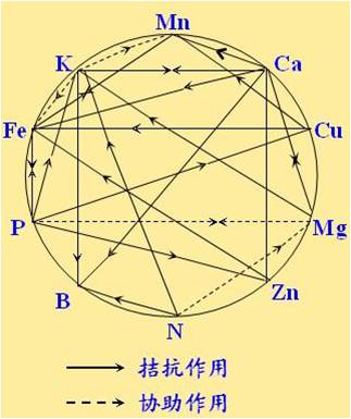 原料型鉀肥和鎂肥為什么會發(fā)生拮抗？