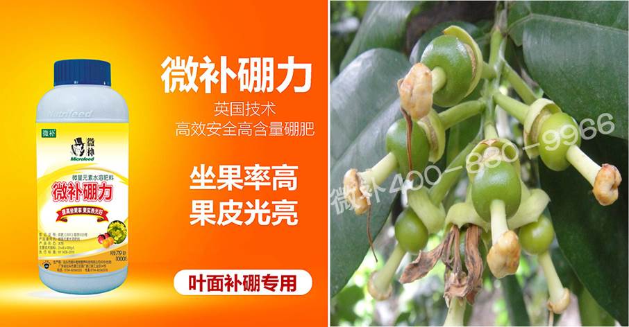 蜜柚促花壯花除了補磷還需要補硼鋅？