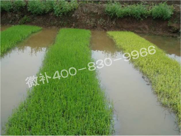 水稻黃秧、爛秧怎么辦？