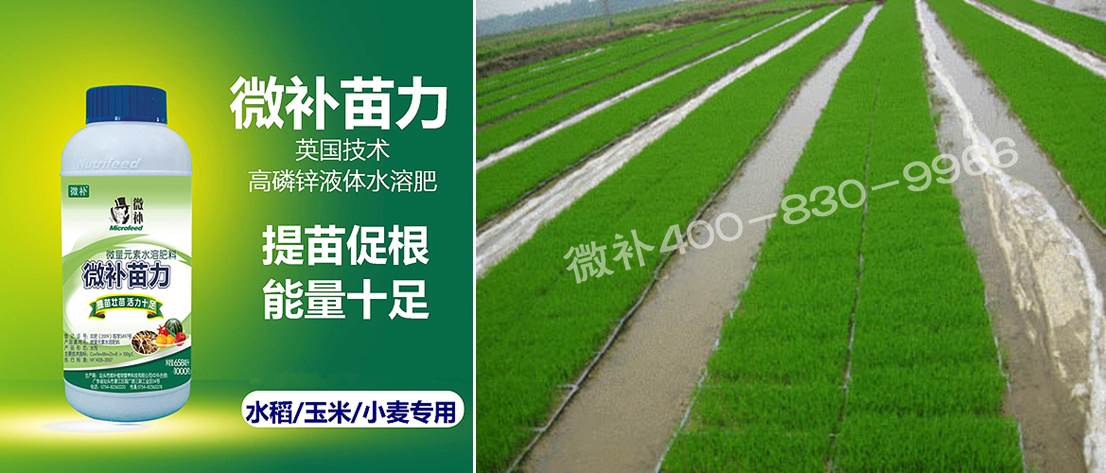 水稻黃秧、爛秧怎么辦？
