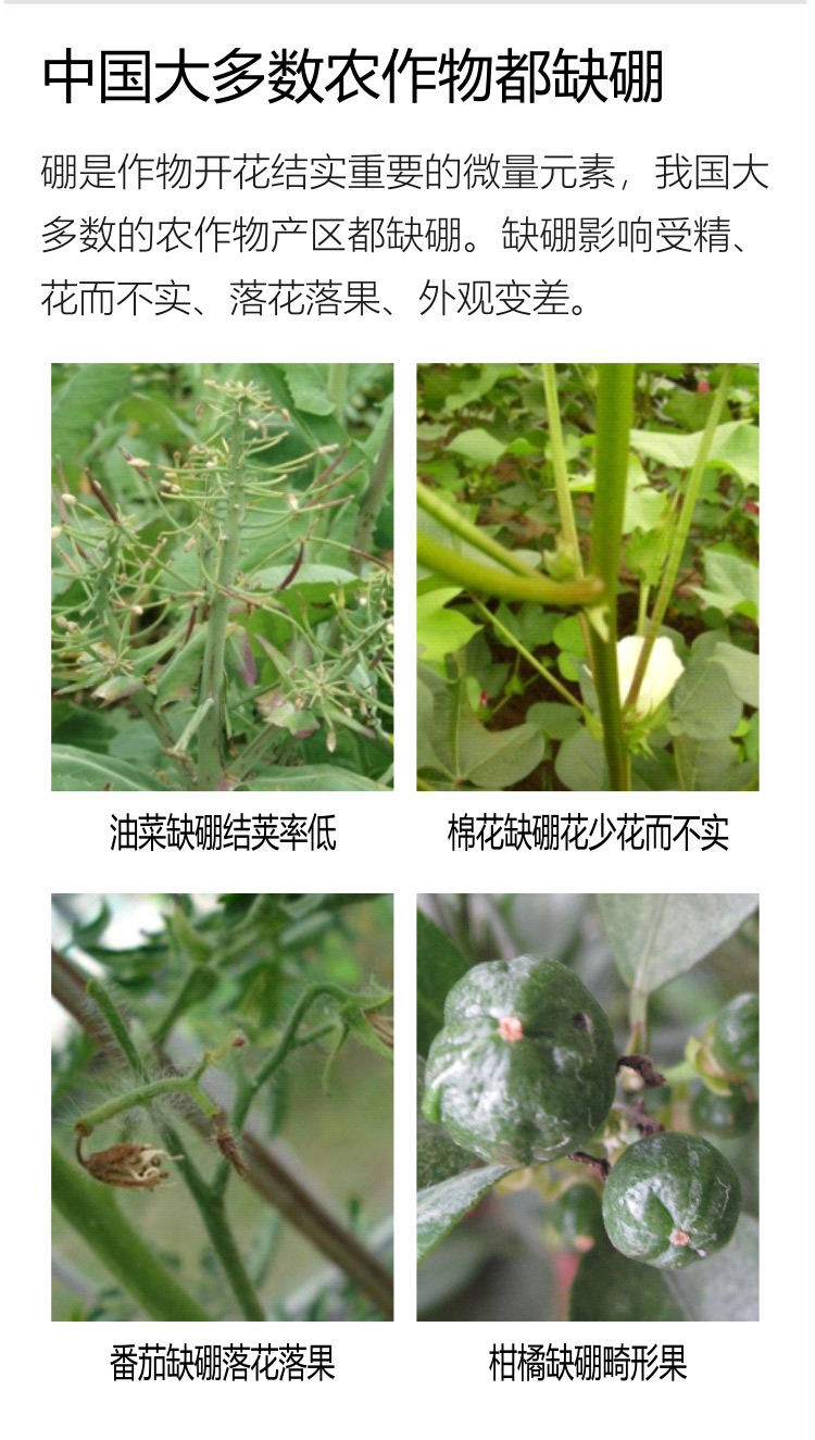 因迪樂(lè)有機(jī)海藻硼750_02.jpg