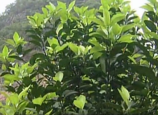 柑橘淋沖微補(bǔ)鈣肥，促根預(yù)防黃樹(shù)，樹(shù)壯保果品質(zhì)好