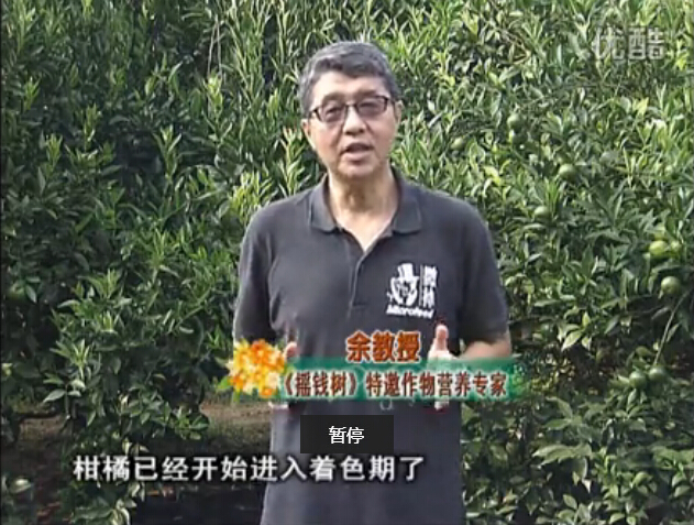 20150928珠江臺(tái)搖錢樹(shù)：如何提高柑橘硬度？預(yù)防減少浮皮霜凍果