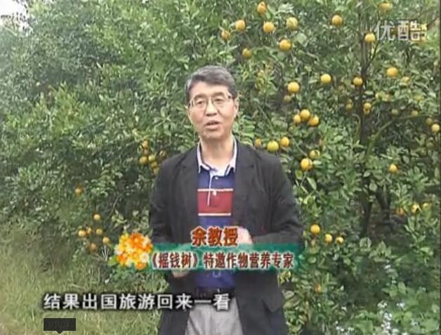 20160111珠江臺(tái)搖錢樹(shù)：貢柑大場(chǎng)樹(shù)弱黃葉，今年樹(shù)勢(shì)大翻身果靚還高價(jià)！