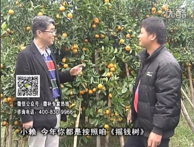 20160125珠江臺(tái)搖錢樹(shù)：如何解決柑橘兩大問(wèn)題：黃樹(shù)和果品質(zhì)差？