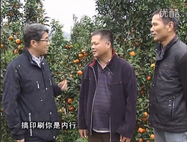 20160201珠江臺(tái)搖錢樹(shù)：開(kāi)印刷廠改行種柑橘，保樹(shù)靚今年還高產(chǎn)？