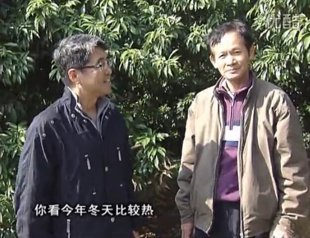 20160201珠江臺(tái)搖錢(qián)樹(shù)：暖冬荔枝易沖梢，如何促花壯花好？看微補(bǔ)