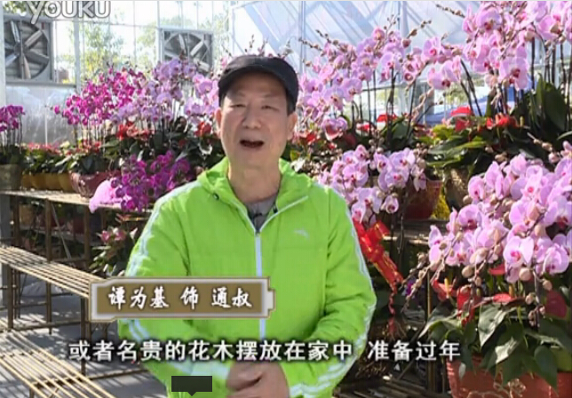 20160201珠江臺(tái)搖錢樹：新春家養(yǎng)花卉、盆栽，如何養(yǎng)護(hù)葉子、鮮花、果子保鮮更長(zhǎng)？