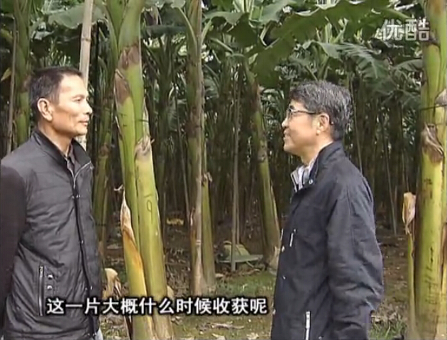 20160222珠江臺(tái)搖錢(qián)樹(shù)：粉蕉用微補(bǔ)方案，抽蕉好、葉干邊爛頭少