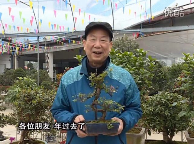 20160229珠江臺(tái)搖錢樹：盆景換盆養(yǎng)護(hù)，用綠夫人營(yíng)養(yǎng)液恢復(fù)生機(jī)