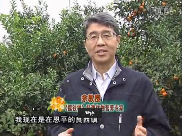 20160229珠江臺(tái)搖錢樹：柑橘用微補(bǔ)全年方案，黃樹恢復(fù)、果品質(zhì)好賣價(jià)高