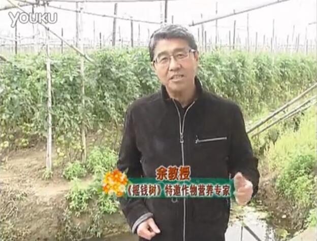 20160307珠江臺(tái)搖錢(qián)樹(shù)：天冷蔬菜有價(jià)卻無(wú)產(chǎn)？用微補(bǔ)方案苗壯保葉有產(chǎn)！