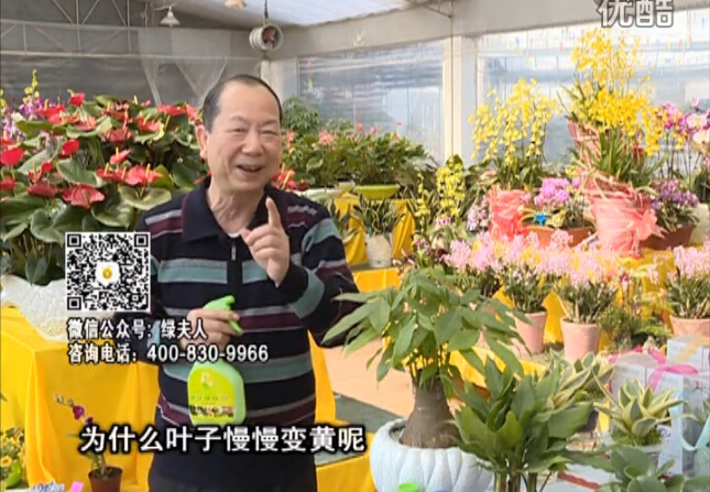 20160307珠江臺(tái)搖錢(qián)樹(shù)：陰生植物也不好種，黃葉多長(zhǎng)勢(shì)弱？用綠夫人來(lái)呵護(hù)