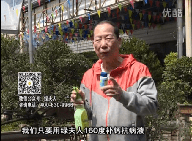 ?20160321珠江臺(tái)搖錢(qián)樹(shù)：盆栽花卉用綠夫人160度補(bǔ)鈣抗病液，低溫陰雨天長(zhǎng)勢(shì)壯、抗病好