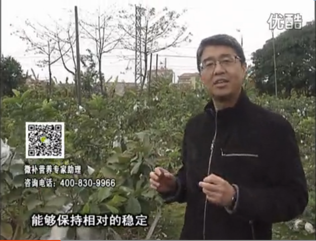 20160328珠江臺(tái)搖錢(qián)樹(shù)：番石榴淋沖微補(bǔ)根力鈣+微補(bǔ)精力，凍后恢復(fù)長(zhǎng)勢(shì)、促進(jìn)開(kāi)花坐果