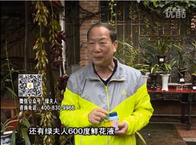 20160404珠江臺(tái)搖錢(qián)樹(shù)：養(yǎng)禾雀花等盆栽，用綠夫人營(yíng)養(yǎng)液養(yǎng)得好又增色