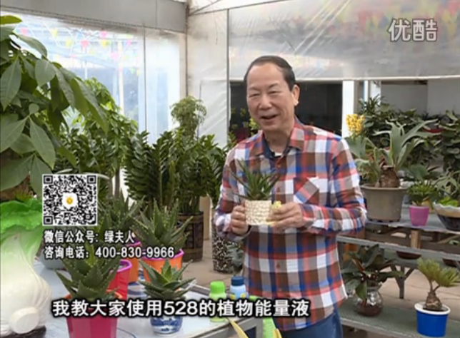 20160425珠江臺(tái)搖錢(qián)樹(shù)：室內(nèi)綠植用綠夫人營(yíng)養(yǎng)液，補(bǔ)充營(yíng)養(yǎng)健康又環(huán)保