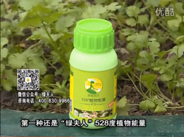 20160502珠江臺(tái)搖錢(qián)樹(shù)：家庭小院種蔬菜，用綠夫人營(yíng)養(yǎng)液長(zhǎng)勢(shì)好