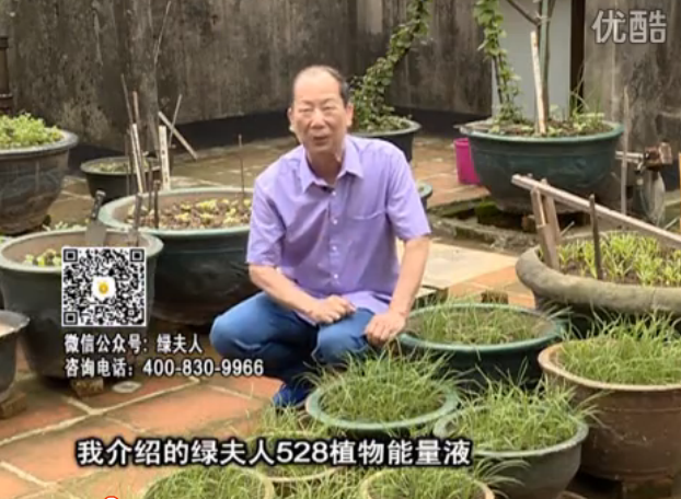 20160509珠江臺(tái)搖錢(qián)樹(shù)：天臺(tái)種葉菜用綠夫人營(yíng)養(yǎng)液，抗病好、長(zhǎng)勢(shì)綠