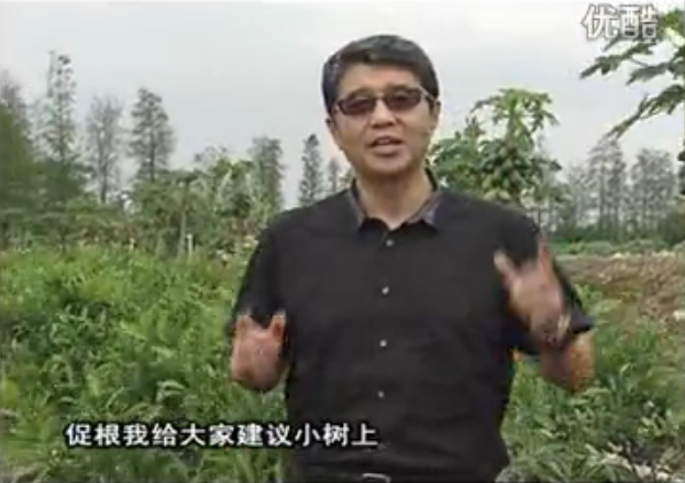 20160509珠江臺(tái)搖錢樹：柑橘淋微補(bǔ)根力鈣+精力，噴微補(bǔ)葉面肥，保樹分果好