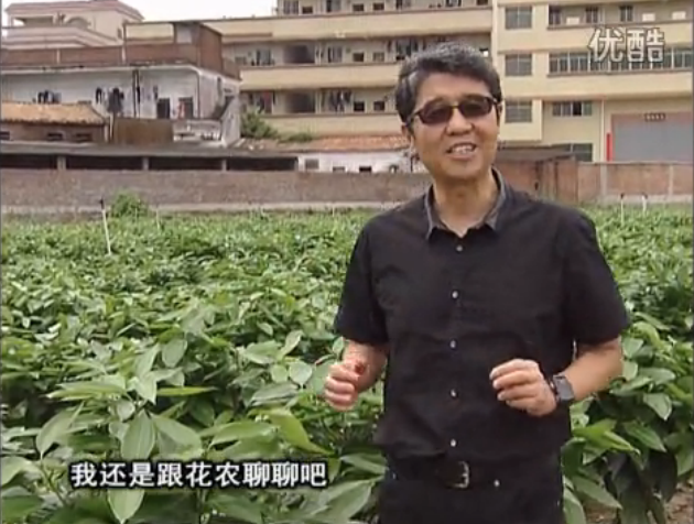 20160606珠江臺(tái)搖錢樹：觀葉植物用微補(bǔ)方案，壯根提長(zhǎng)、保葉抗病好！