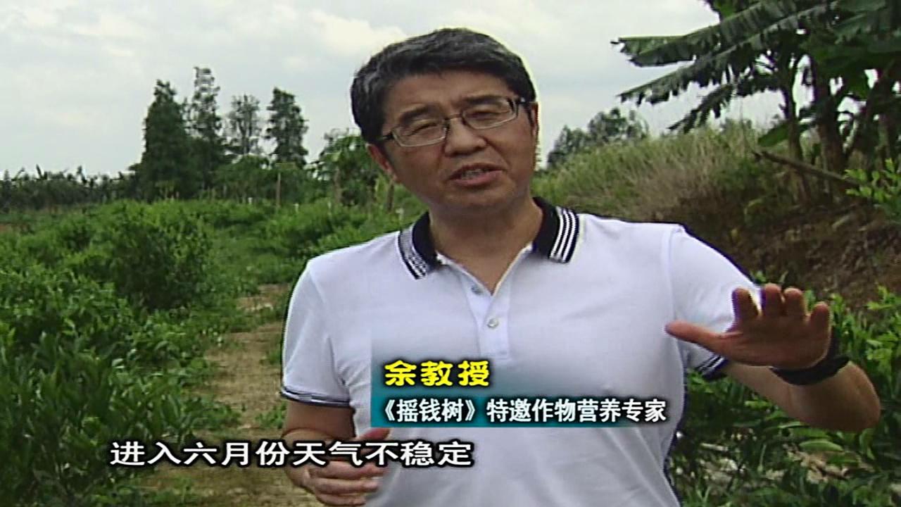 20160613珠江臺(tái)搖錢樹：柑橘噴微補(bǔ)蓋力、淋根力鈣，補(bǔ)鈣減少裂果、太陽果、果更硬