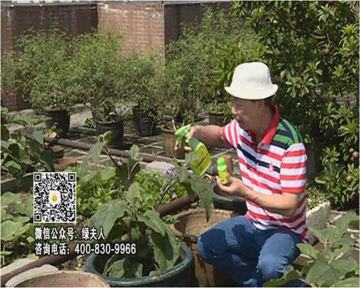 20160613珠江臺(tái)搖錢樹：天臺(tái)種茄瓜用綠夫人，長(zhǎng)勢(shì)靚，開花結(jié)果好