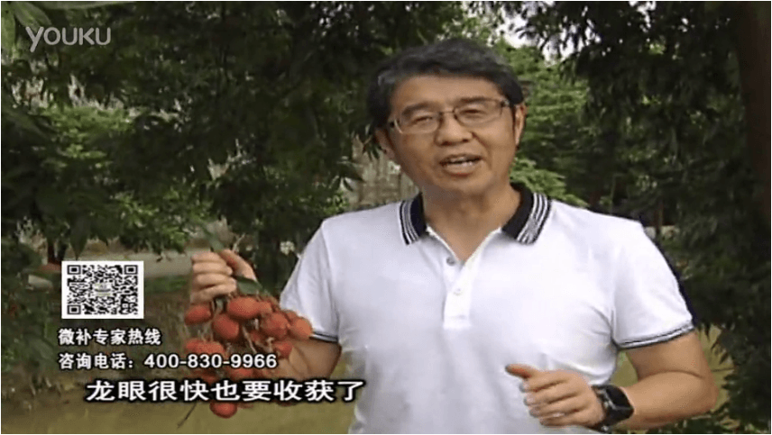 20160627珠江臺(tái)搖錢(qián)樹(shù)：荔枝轉(zhuǎn)色葉噴微補(bǔ)紅果力+蓋力，補(bǔ)充磷鉀鈣，著色增甜果硬