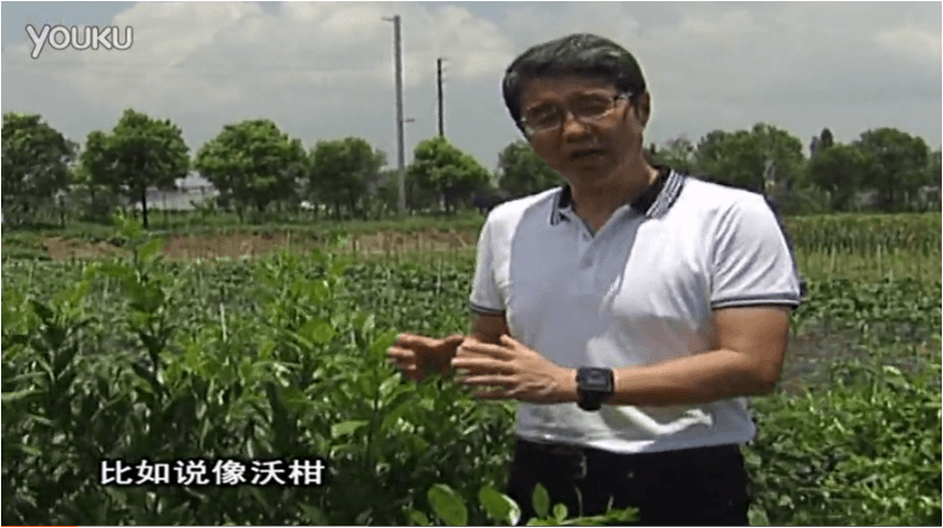 20160627珠江臺(tái)搖錢樹：柑橘減少黃葉花葉，淋微補(bǔ)根力鈣+沖力鎂、噴微補(bǔ)碧力