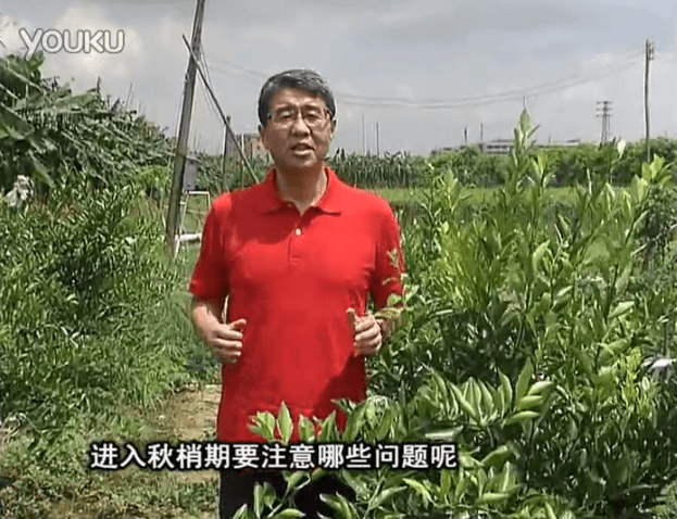 20160711珠江臺(tái)搖錢樹：預(yù)防柑橘秋梢發(fā)黃、不轉(zhuǎn)綠，用微補(bǔ)秋梢肥方案