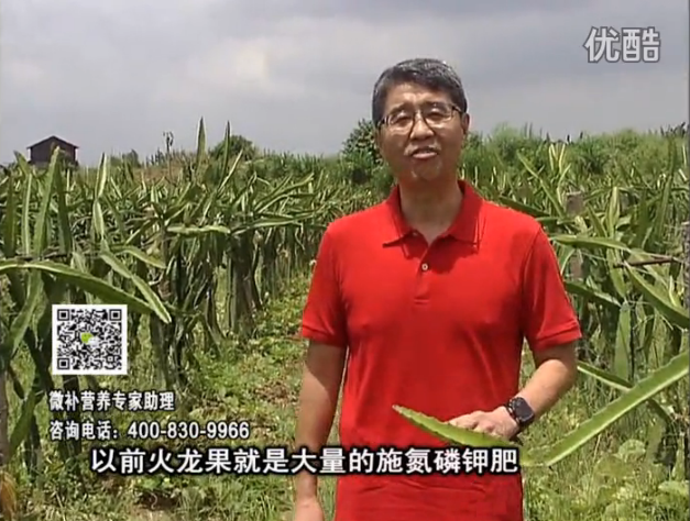 20160711珠江臺(tái)搖錢(qián)樹(shù)：火龍果用微補(bǔ)方案，開(kāi)花坐果好，果實(shí)膨大品質(zhì)高